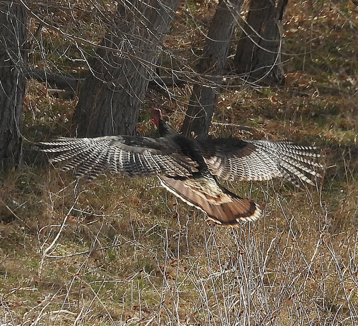 Wild Turkey - ML633562878