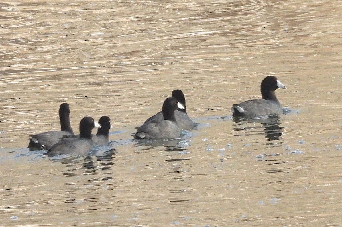 American Coot - ML633562886