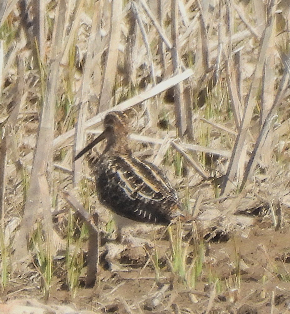 Wilson's Snipe - ML633562895