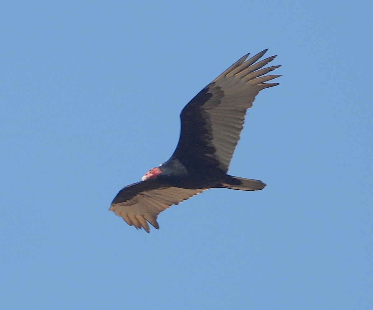 Turkey Vulture - ML633562900