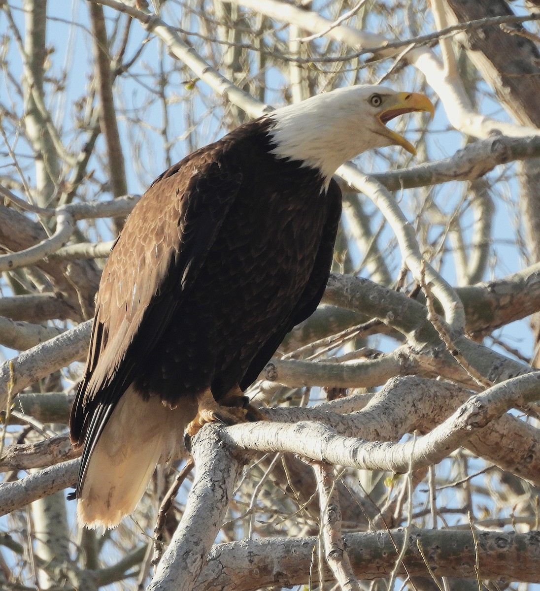 Bald Eagle - ML633562921