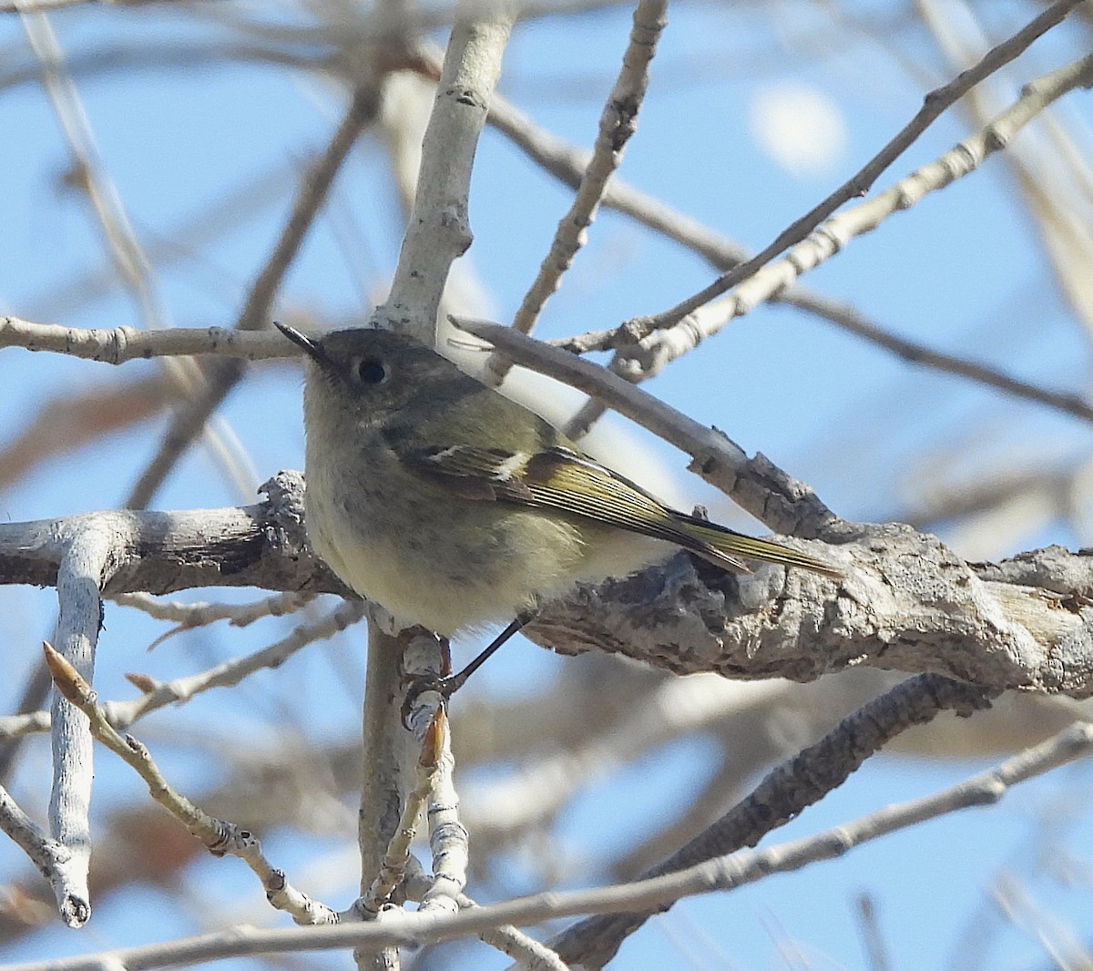 Ruby-crowned Kinglet - ML633562936