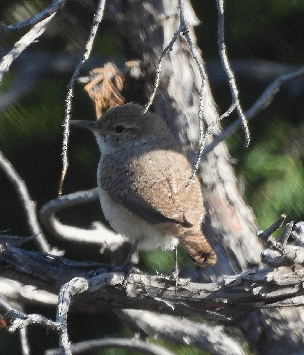 Rock Wren - ML633562958