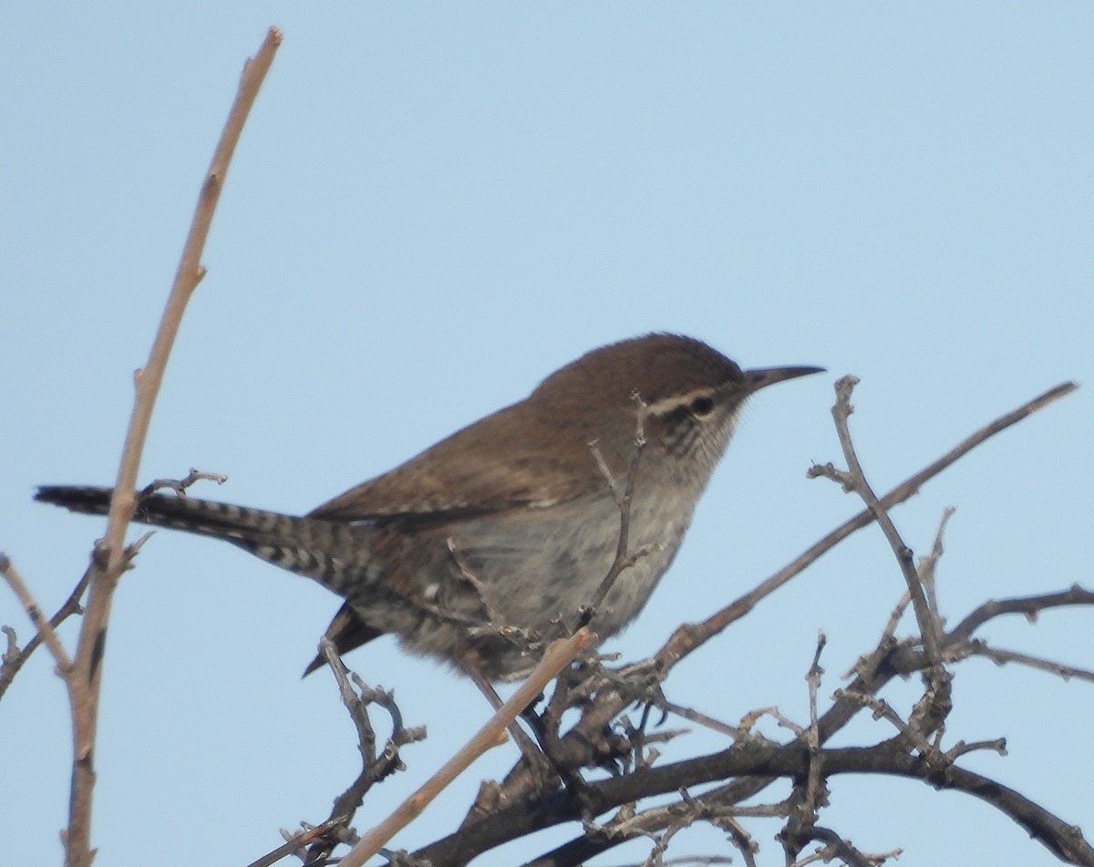 Bewick's Wren - ML633562966