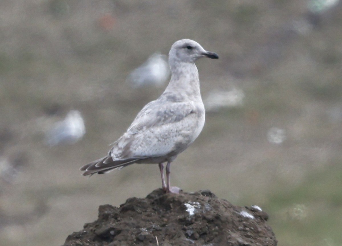 Iceland Gull (Thayer's) - ML633562970