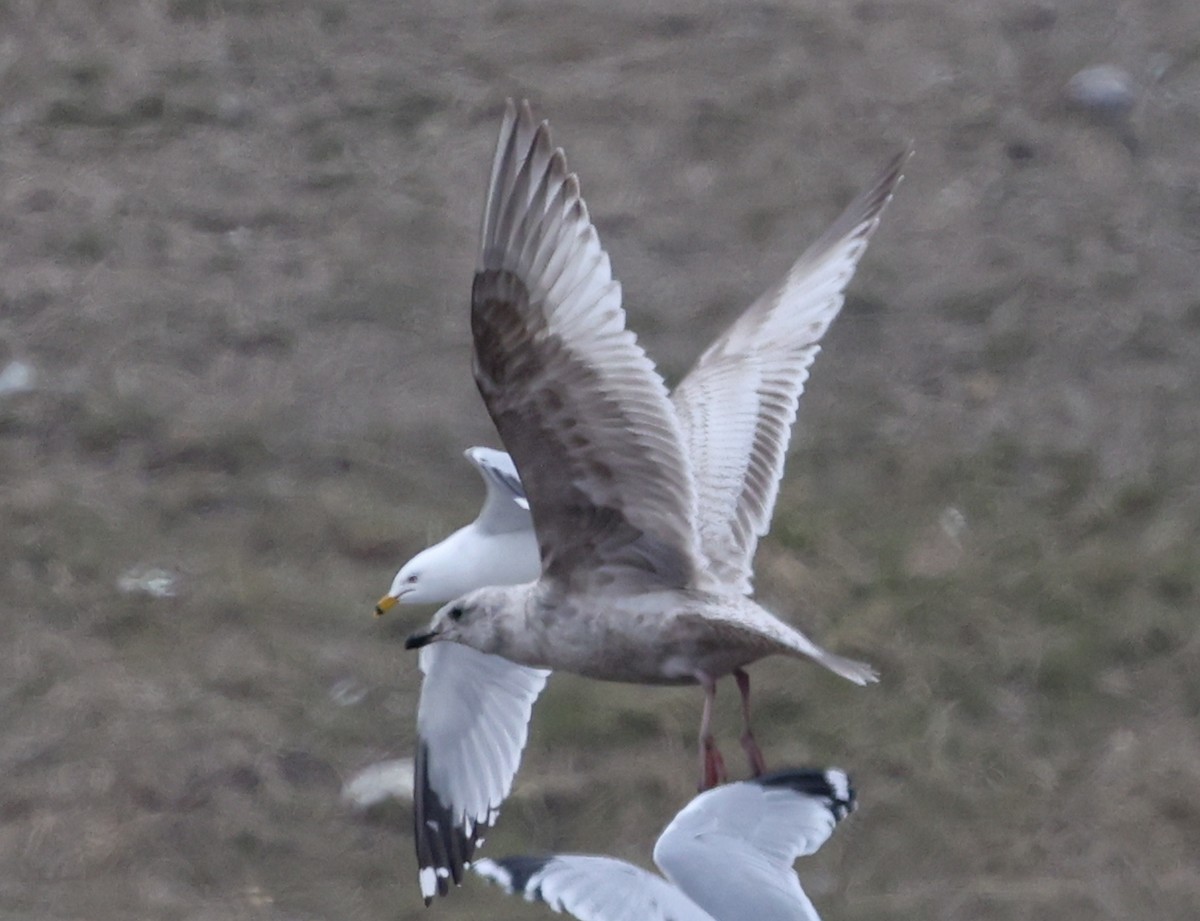 Iceland Gull (Thayer's) - ML633562971