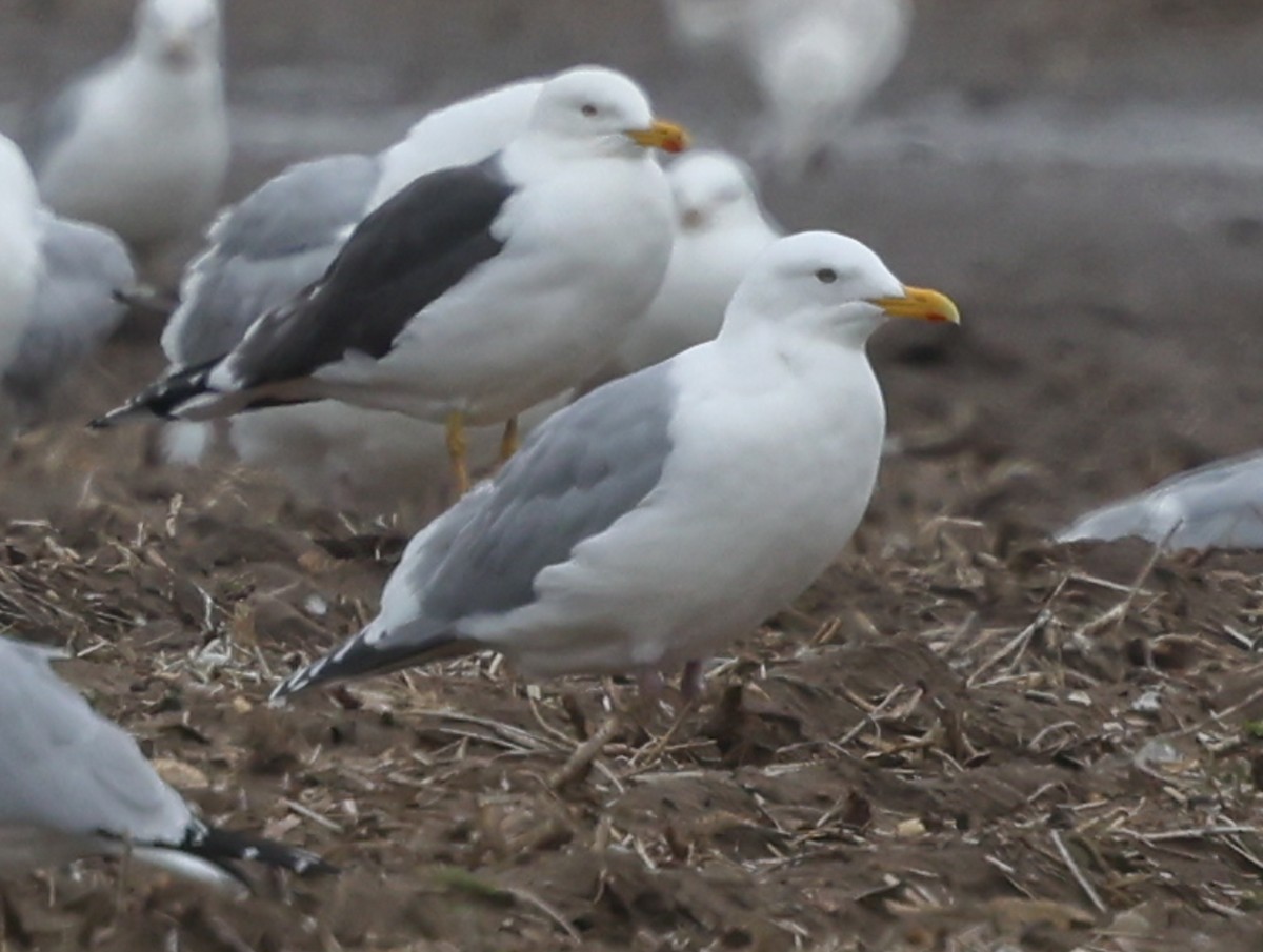 Iceland Gull (Thayer's) - ML633562972