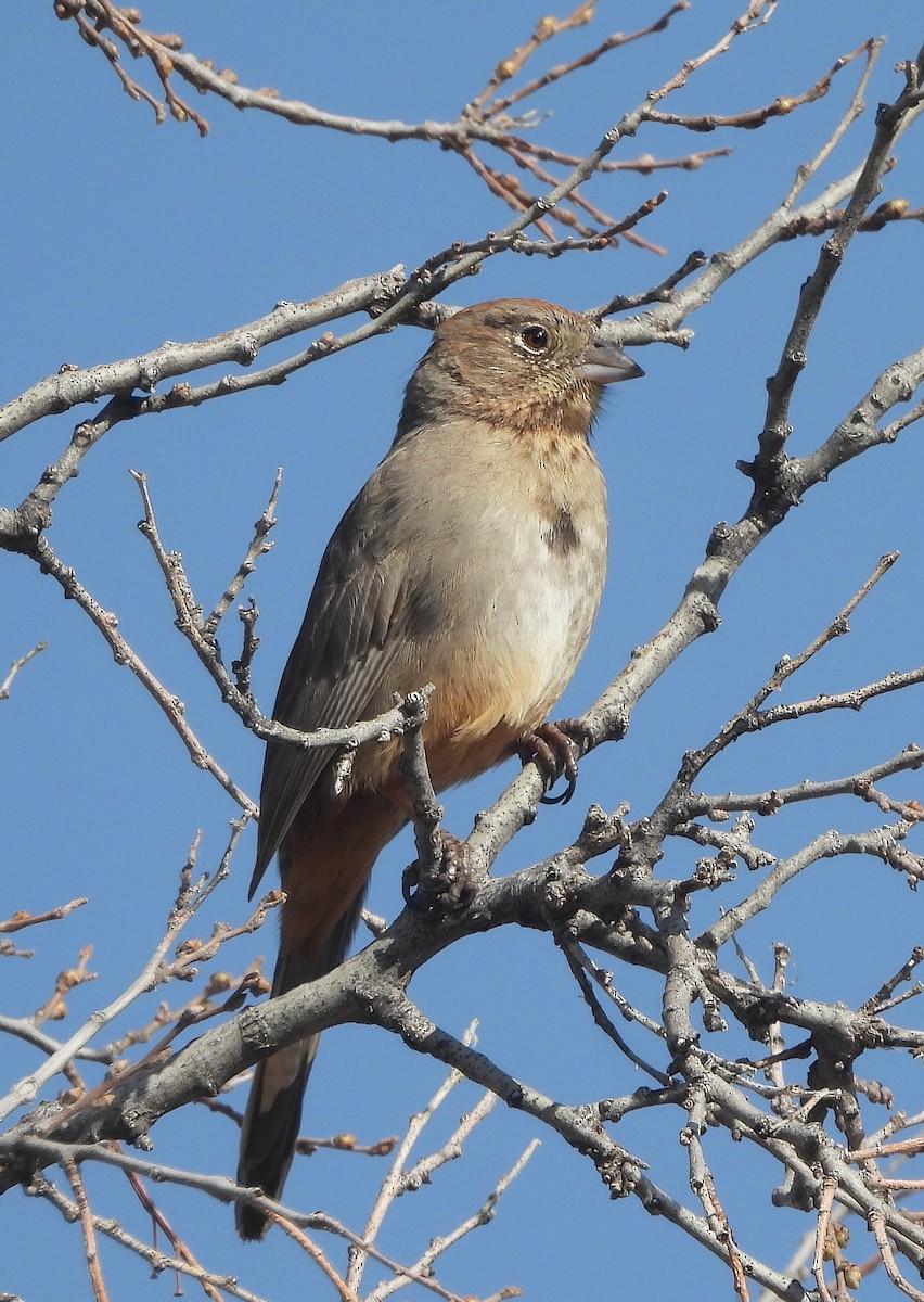 Canyon Towhee - ML633562977