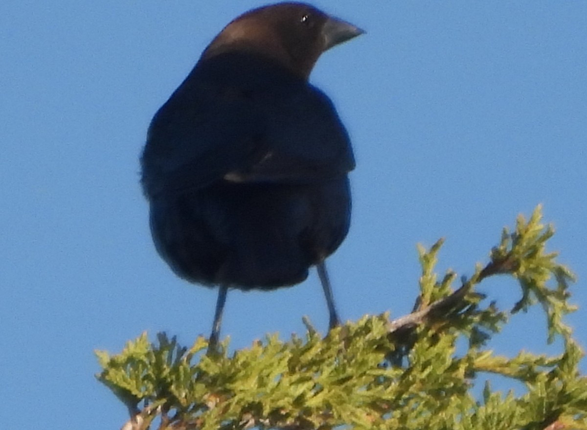 Brown-headed Cowbird - ML633563001