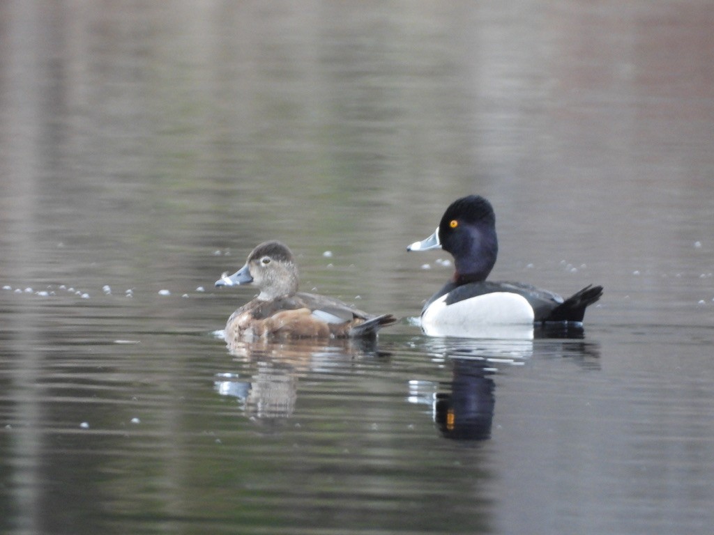 Ring-necked Duck - ML633563015