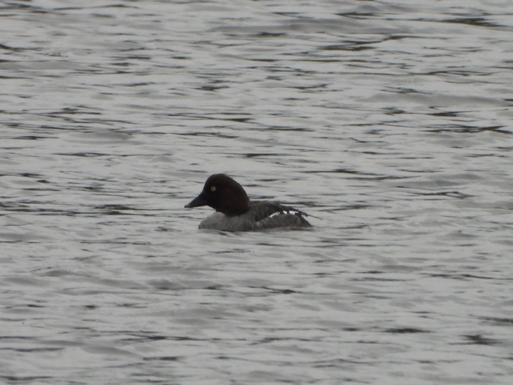 Common Goldeneye - ML633563037