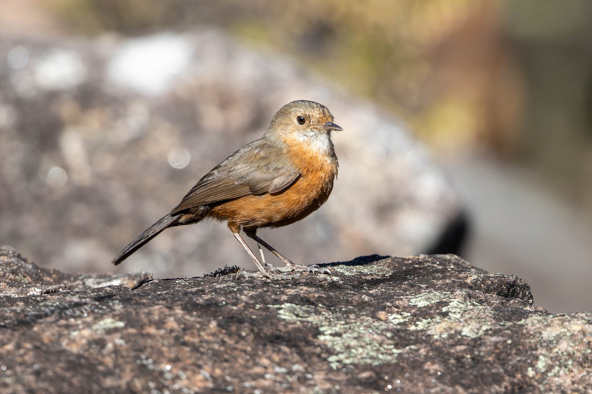 Rockwarbler - ML633563187
