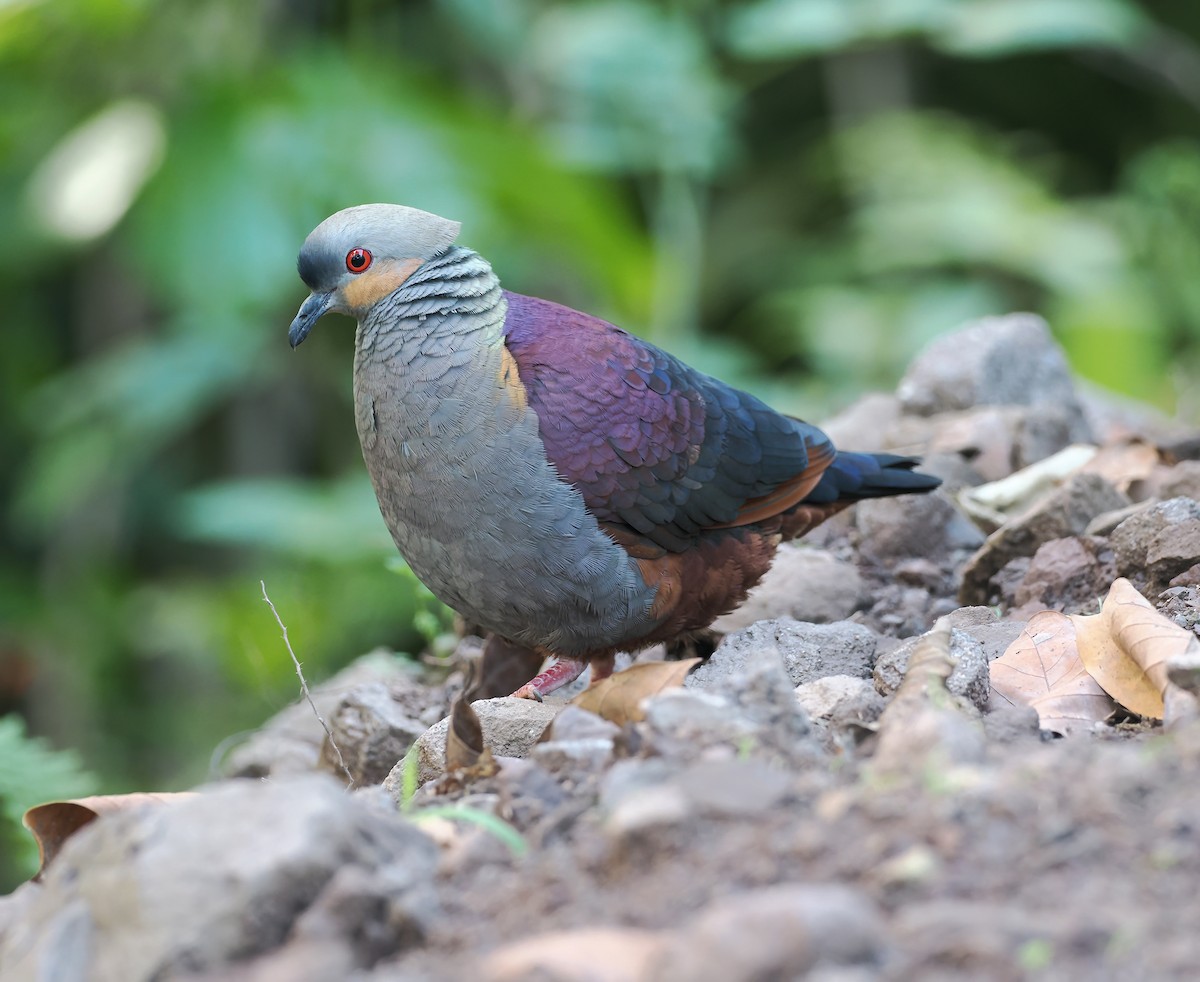 Crested Quail-Dove - ML633563214