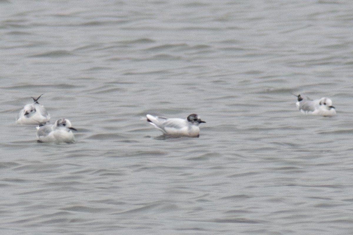 Little Gull - ML633563492