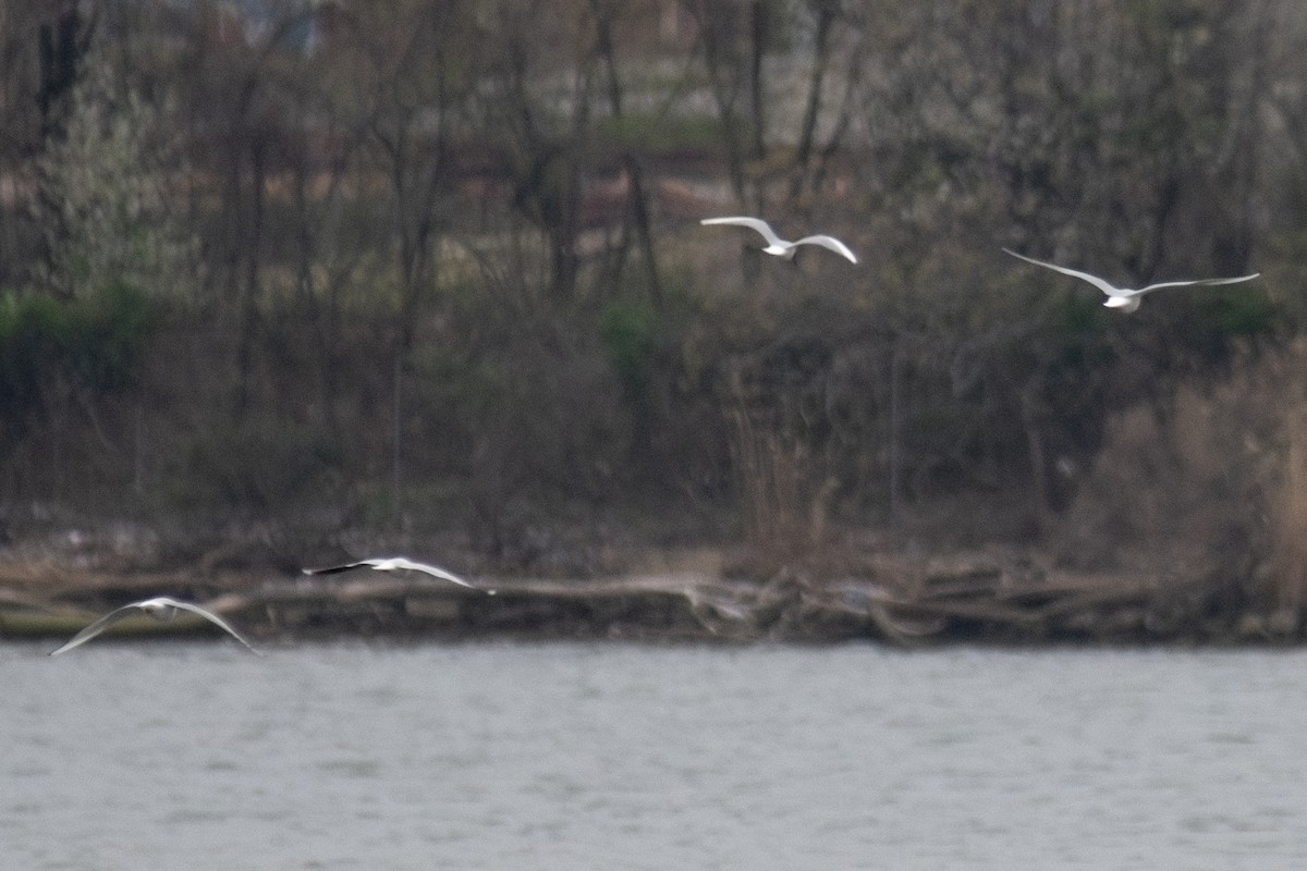 Little Gull - ML633563504