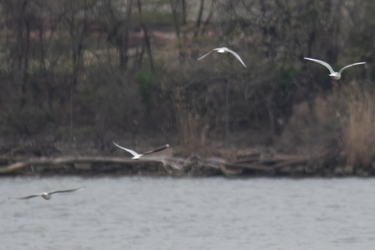 Little Gull - ML633563505