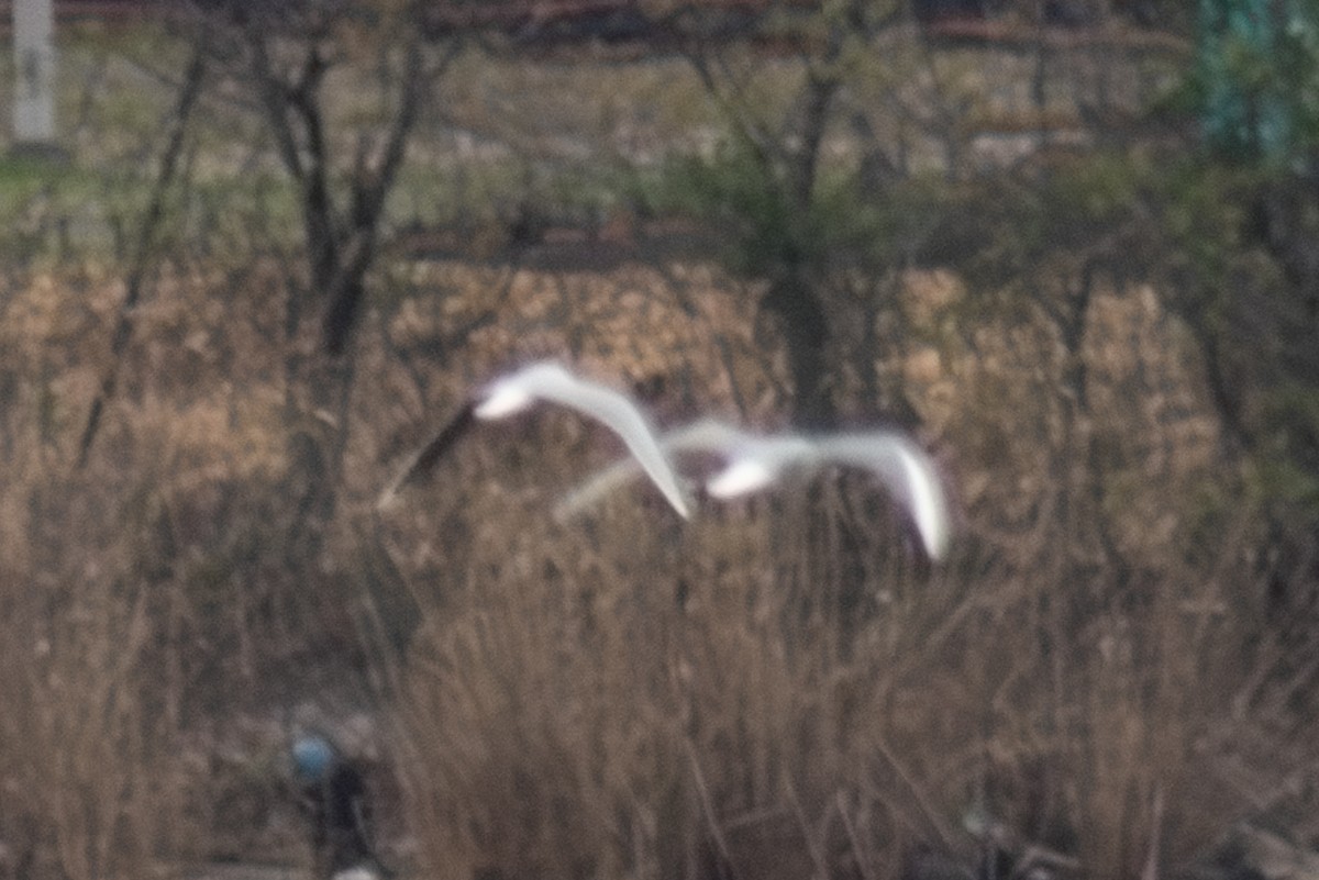 Little Gull - ML633563507
