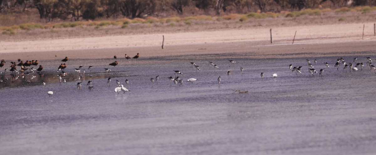 Pied Stilt - ML633563509