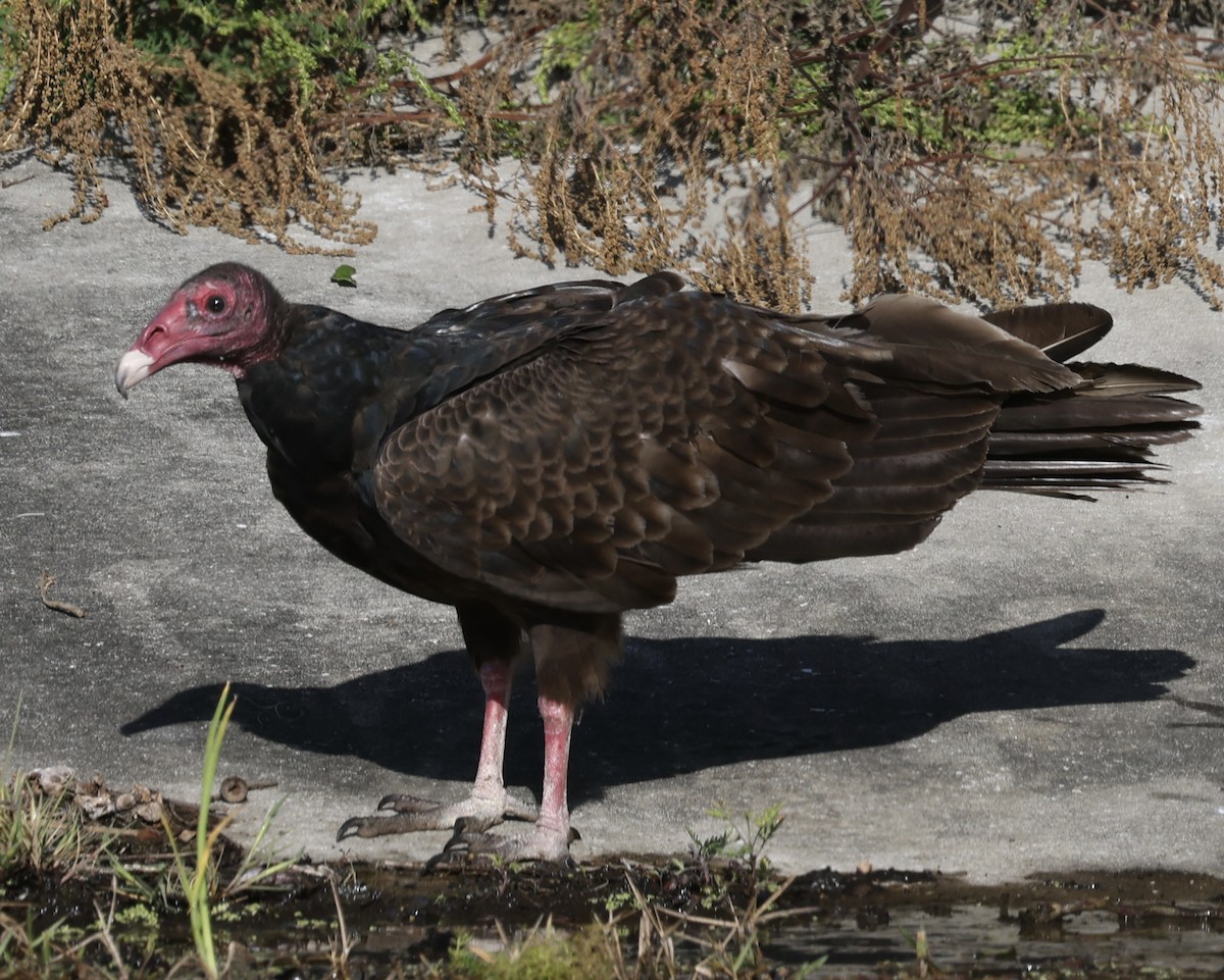 Turkey Vulture - ML633563590