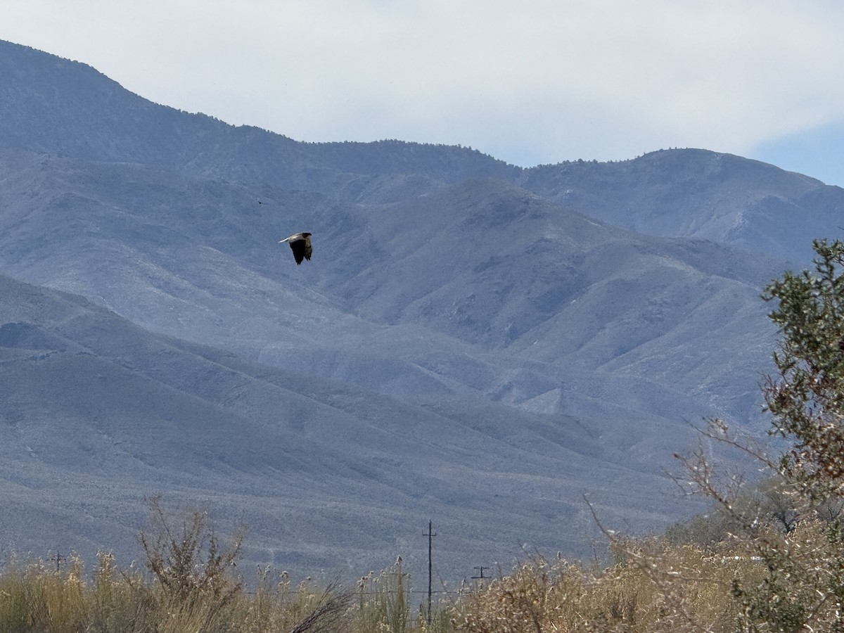 Swainson's Hawk - ML633563745