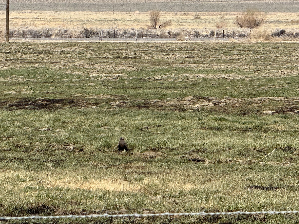 Swainson's Hawk - ML633563747