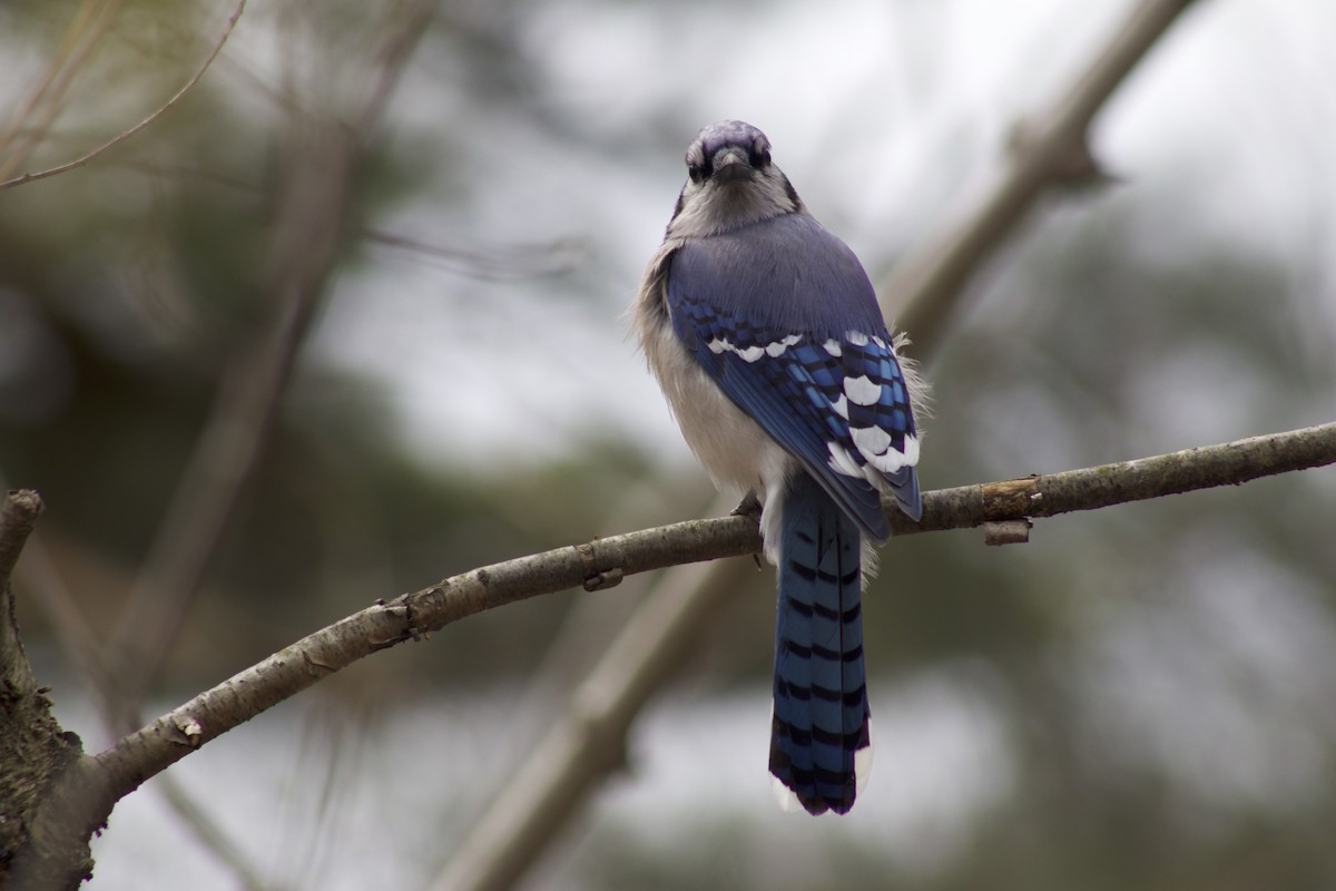 Blue Jay - ML633564044