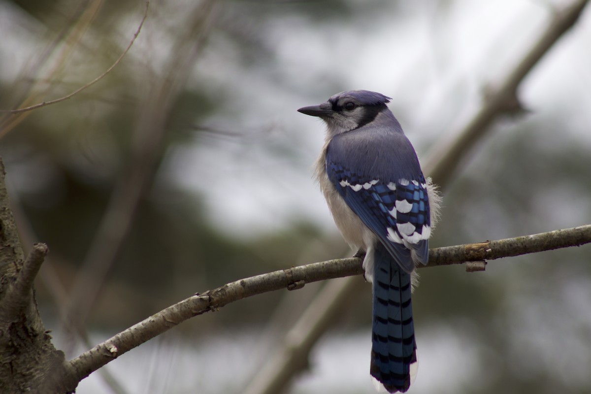 Blue Jay - ML633564048