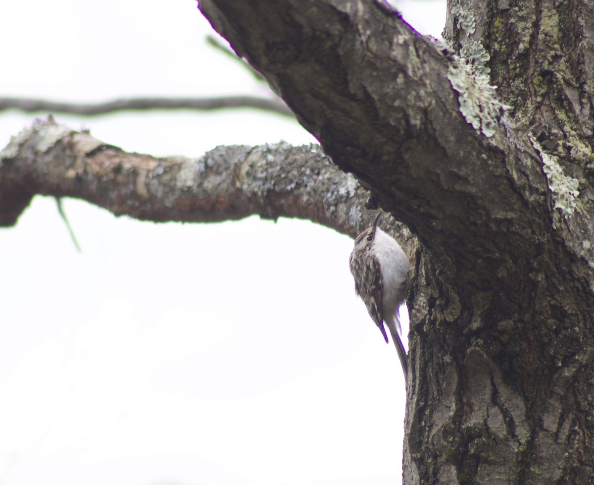 Brown Creeper - ML633564050