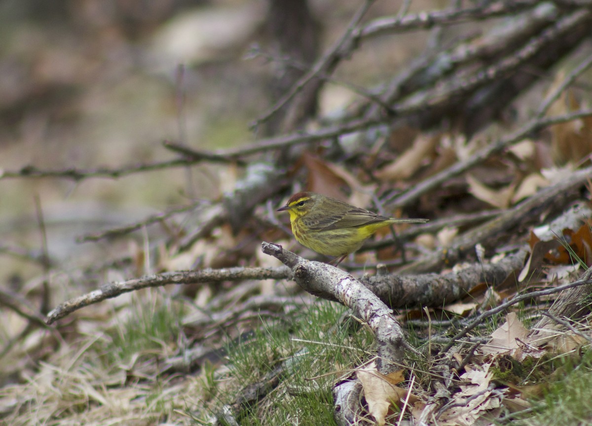 Palm Warbler - ML633564056