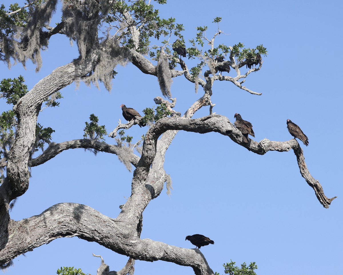 Turkey Vulture - ML633564240
