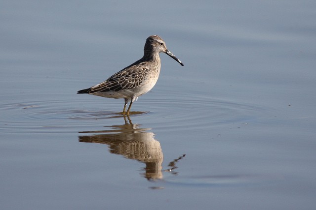 Stilt Sandpiper - David Sidle