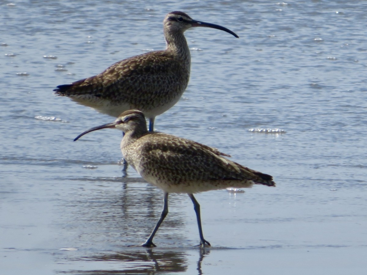 Hudsonian Whimbrel - ML633564682