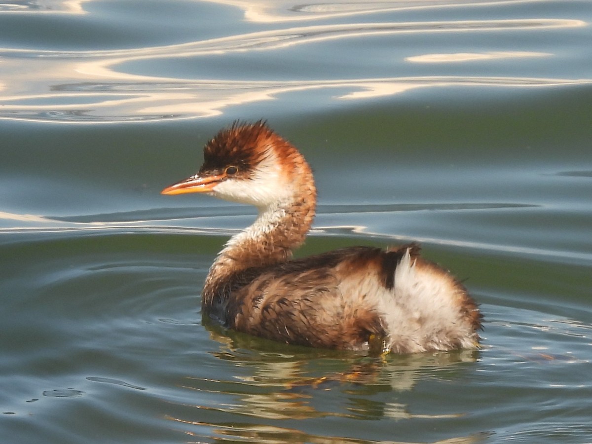 Titicaca Grebe - ML633564697