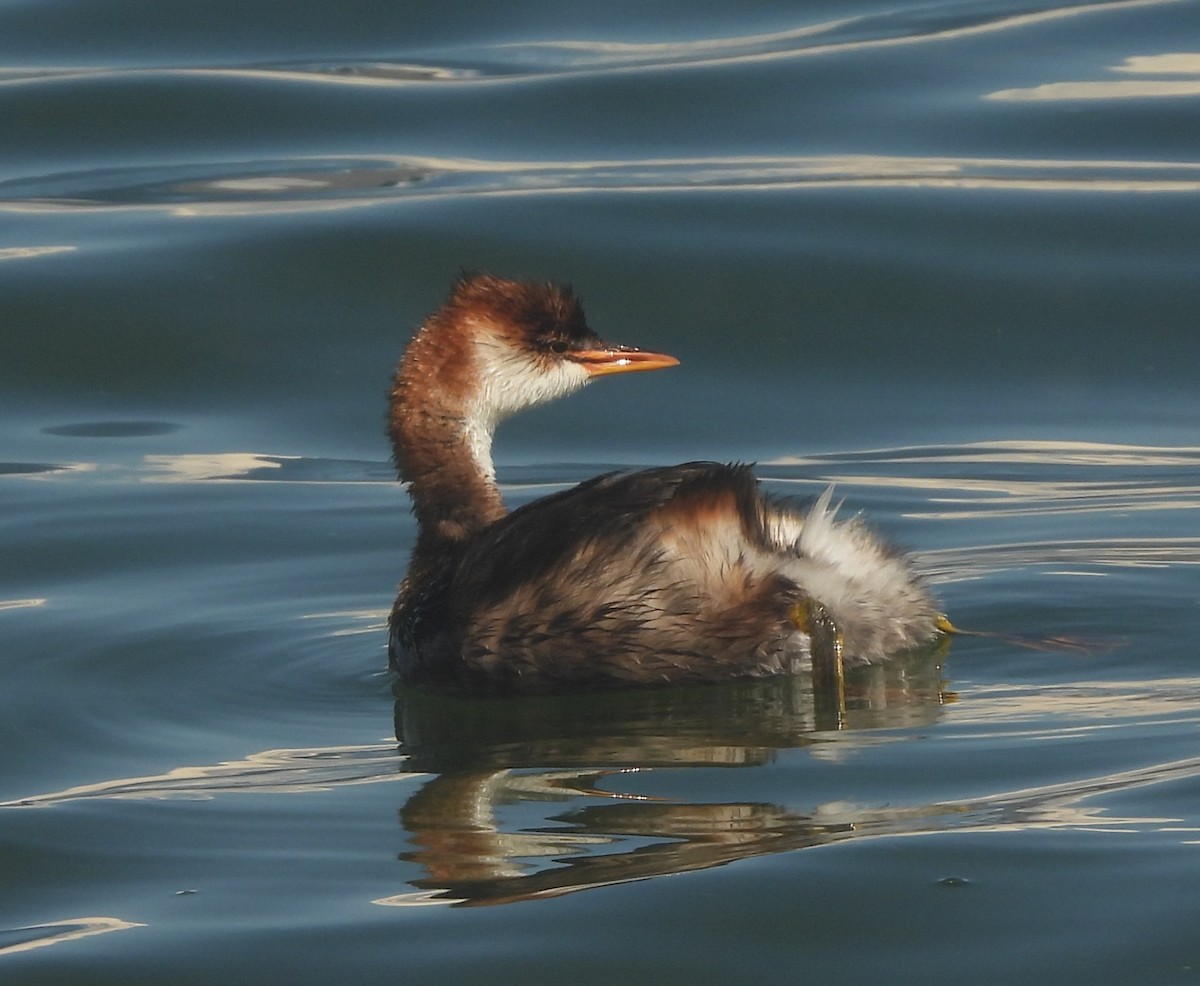 Titicaca Grebe - ML633564698