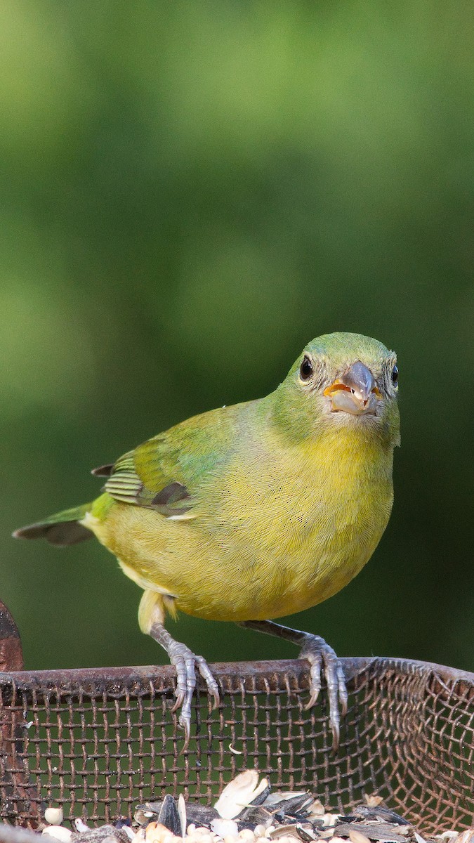 Painted Bunting - ML633564825