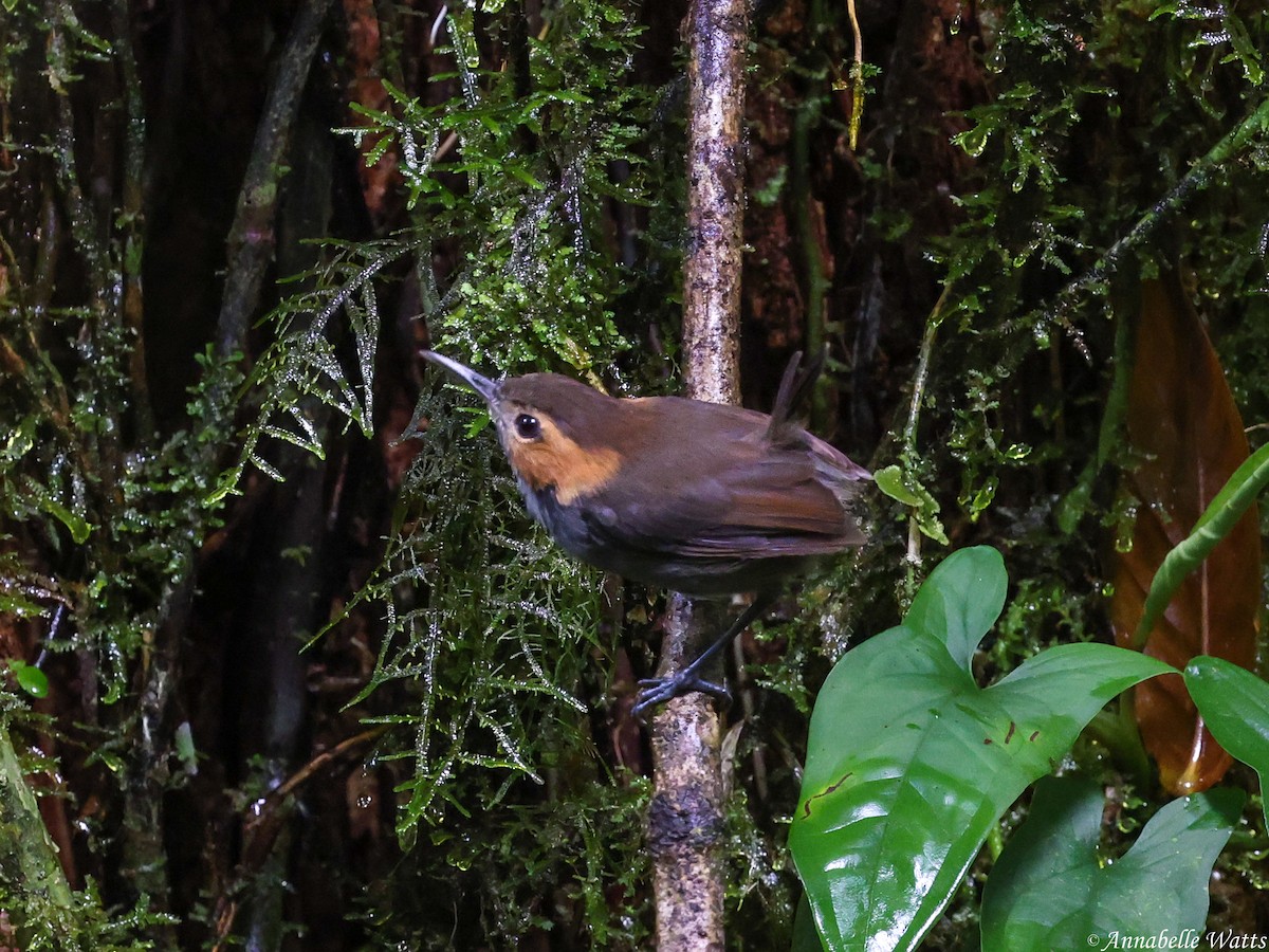 Tawny-faced Gnatwren - ML633564885