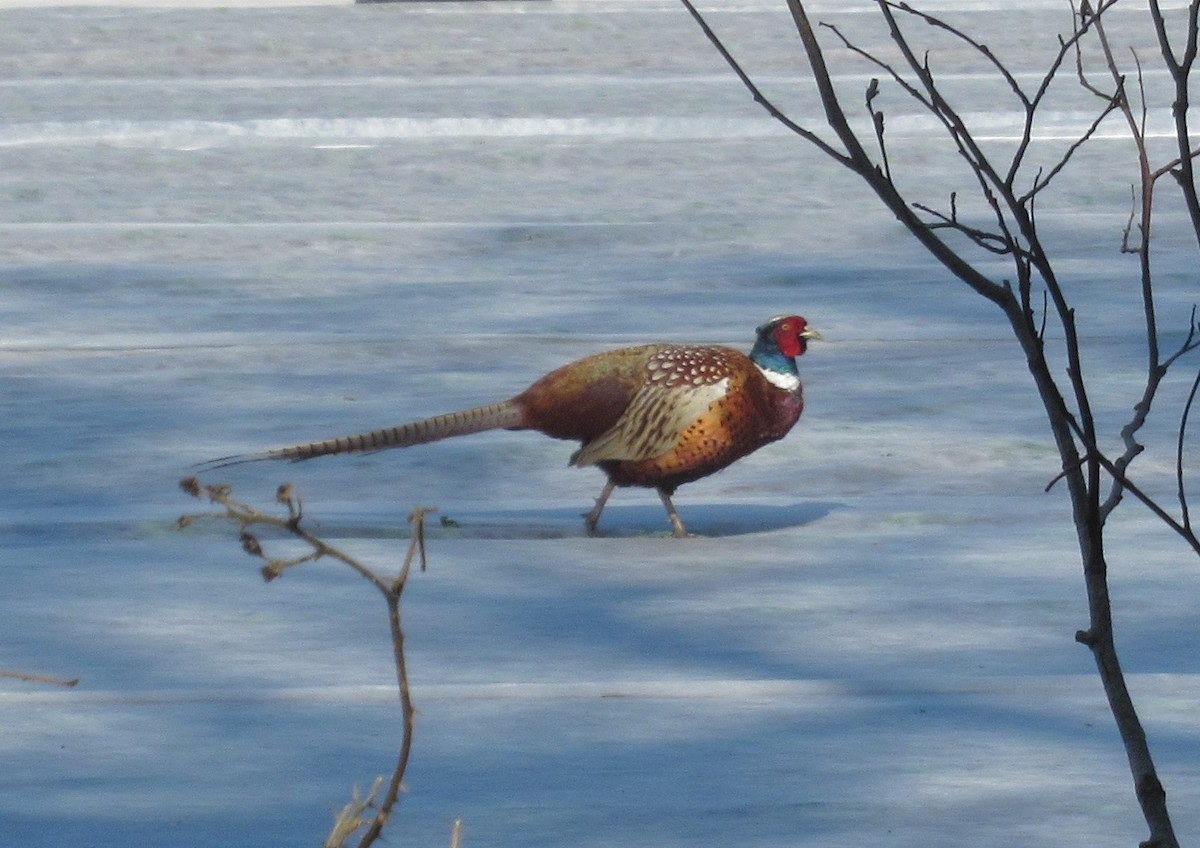 Ring-necked Pheasant - ML633564890