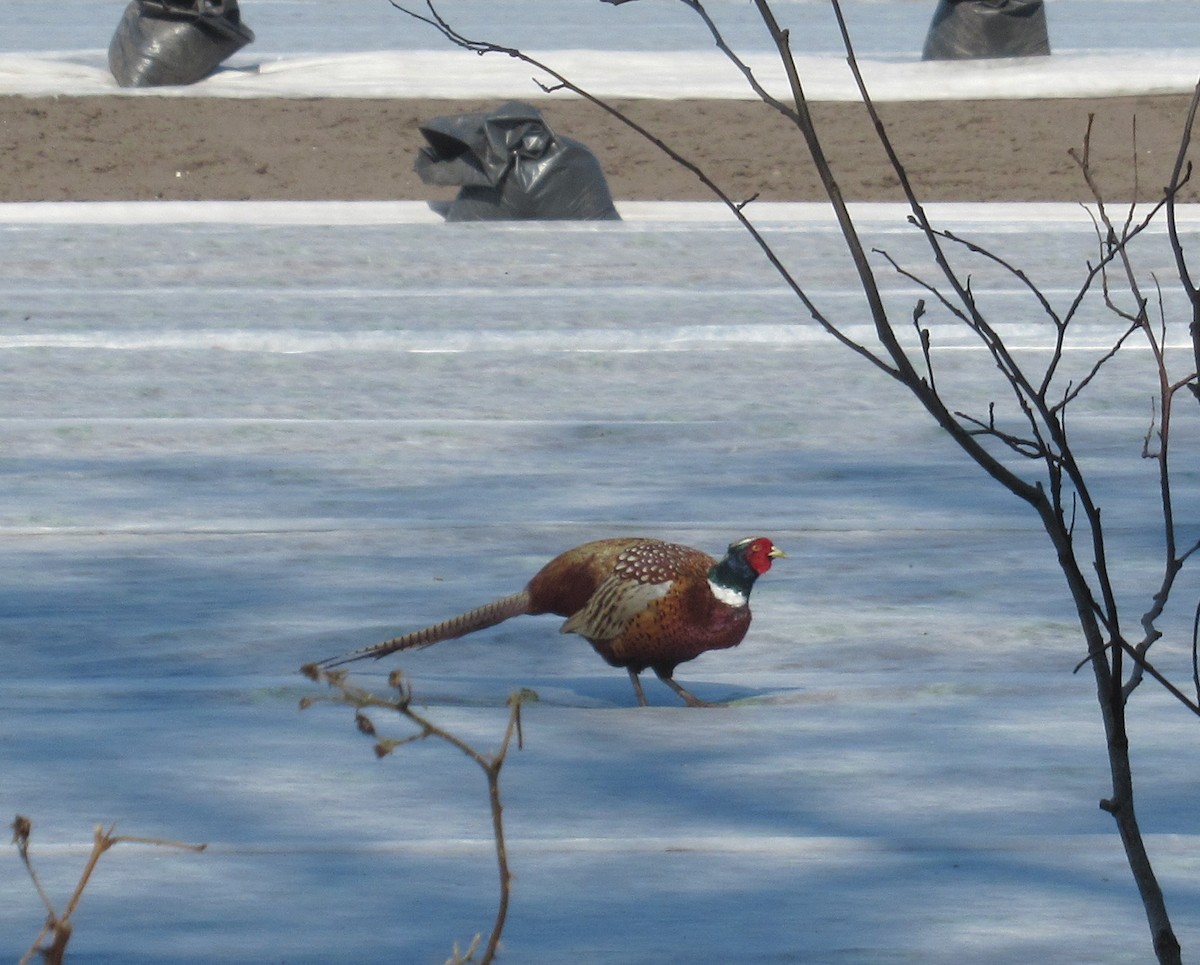 Ring-necked Pheasant - ML633564891