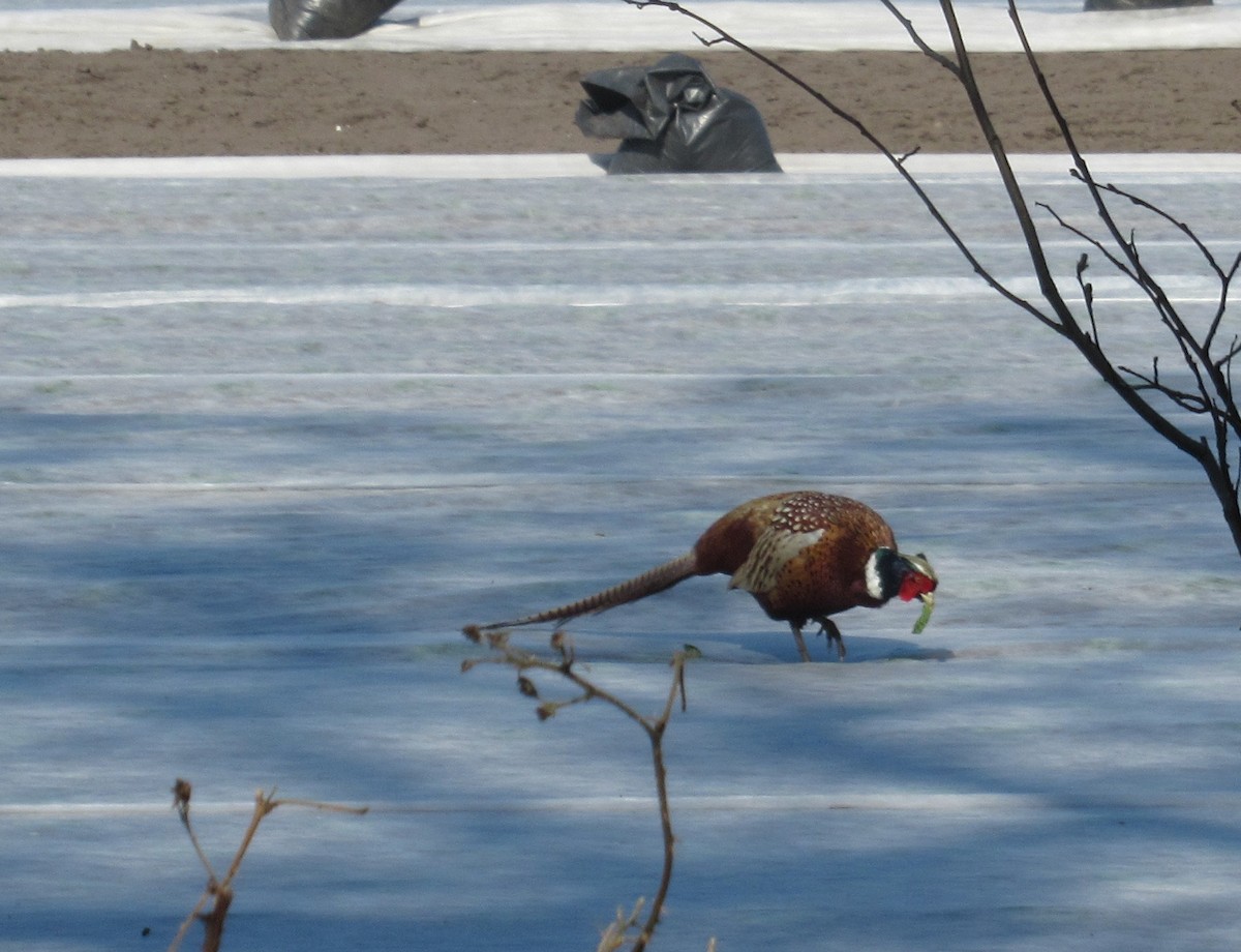 Ring-necked Pheasant - ML633564892