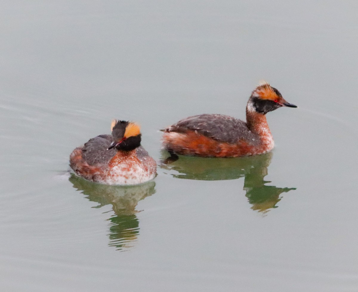 Horned Grebe - ML633564908
