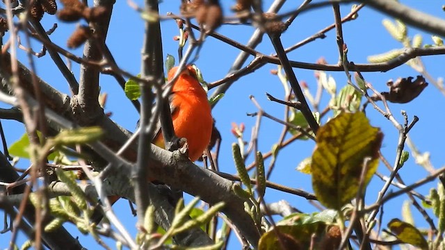 アカフウキンチョウ - ML633564945
