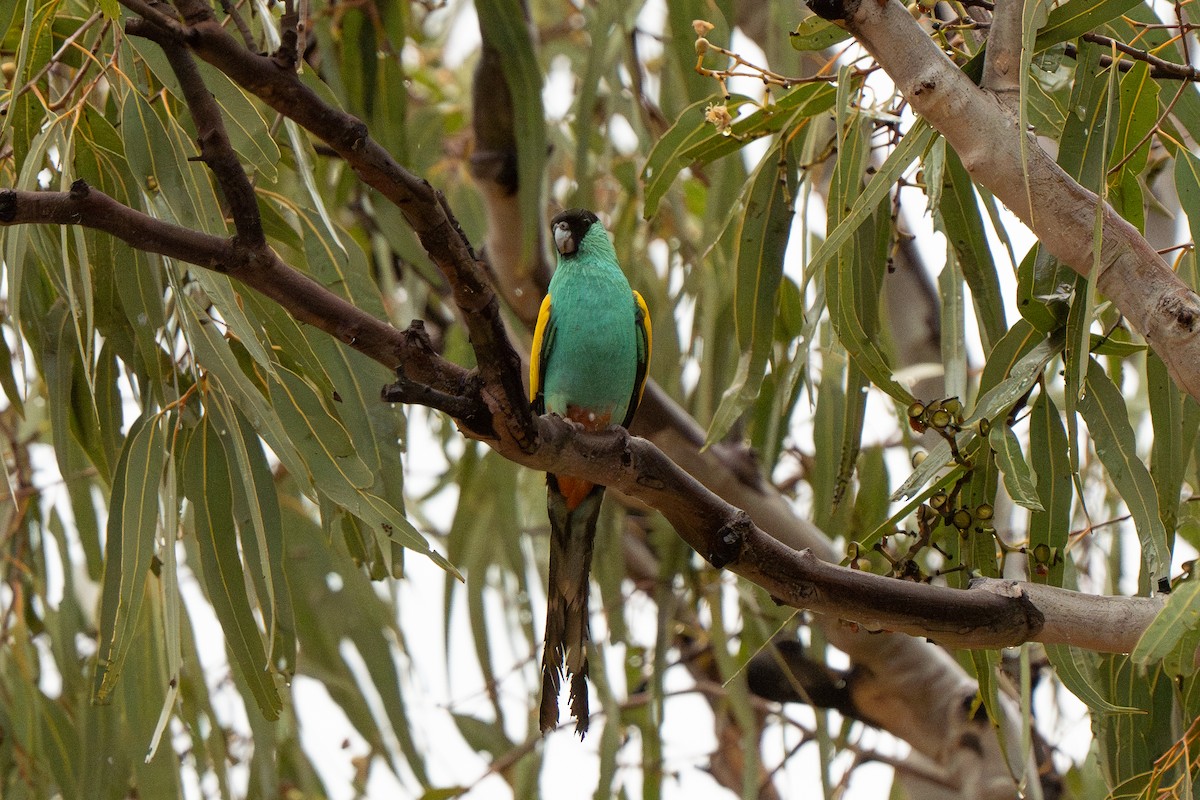 Hooded Parrot - ML633564959