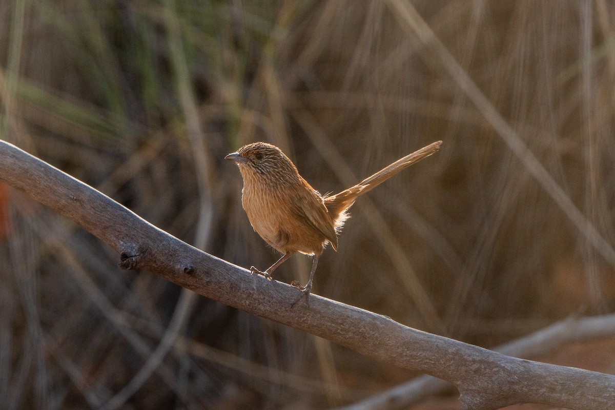 Dusky Grasswren - ML633564989
