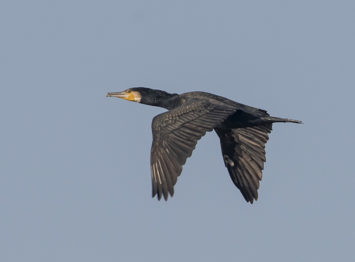 Kormoran - ML63356501