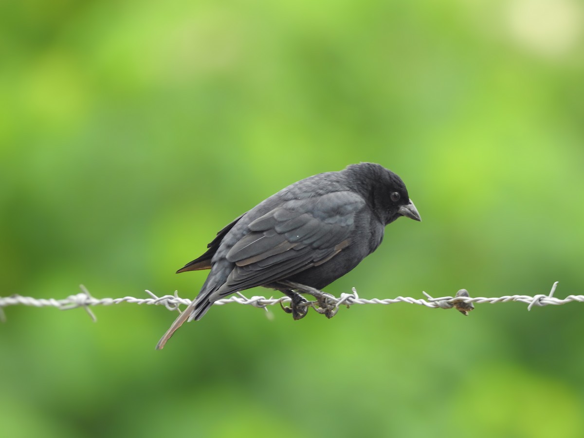 ナキコウウチョウ - ML633565258