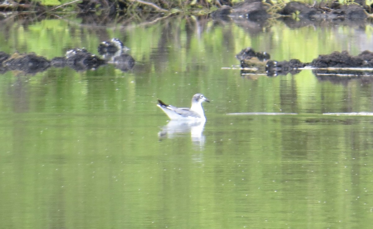 Laughing Gull - ML633565415