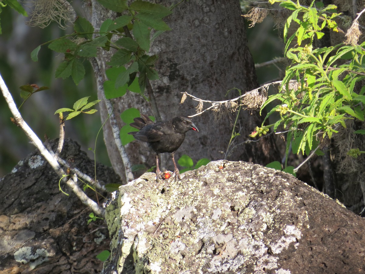 Common Cactus-Finch - ML633565434