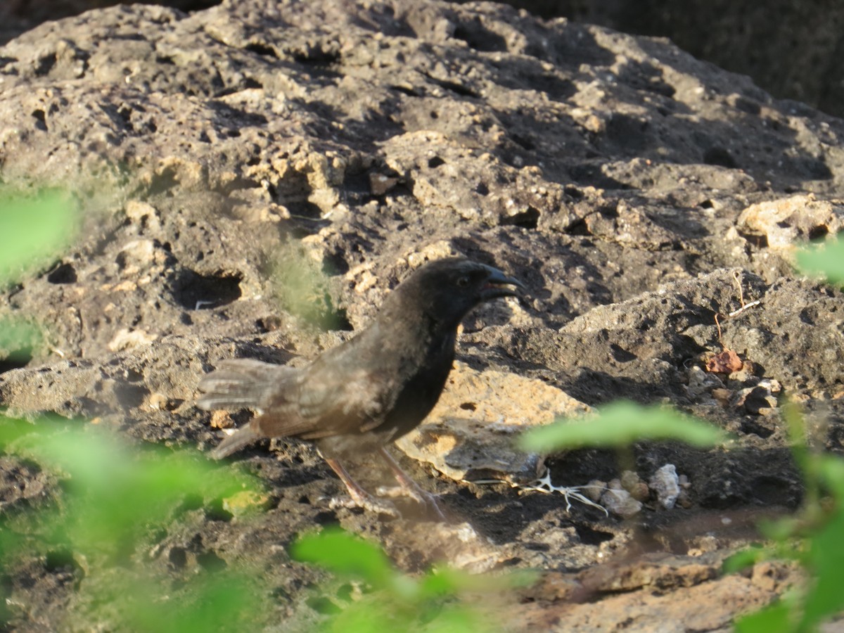 Common Cactus-Finch - ML633565455