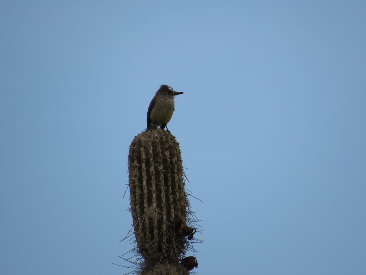 Galapagos Flycatcher - ML633565488