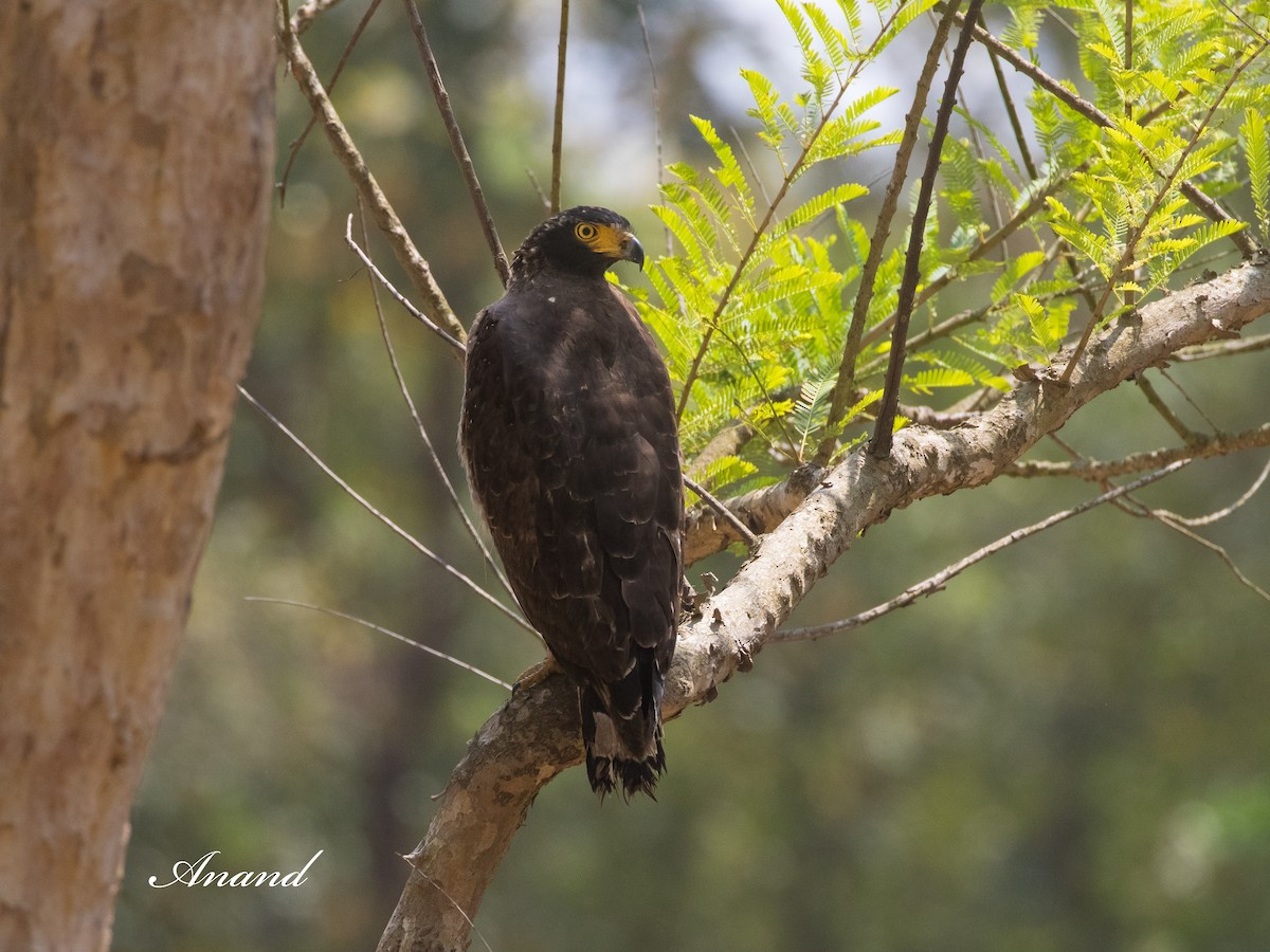 Crested Serpent-Eagle - ML633565594